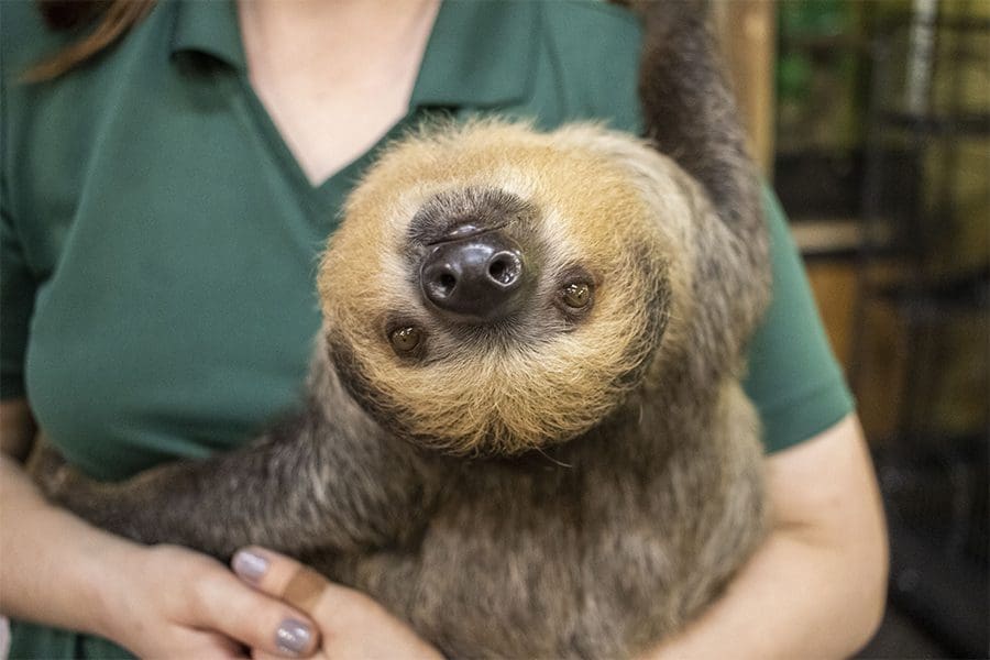 Higgins the two-toed sloth