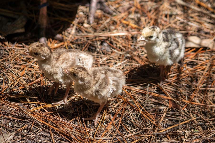 Osceola turkey chicks