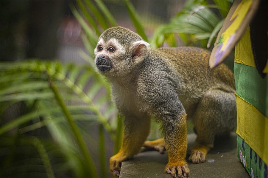Meet the Animals: Squirrel Monkeys Pablo and Bruiser - Brevard Zoo Blog