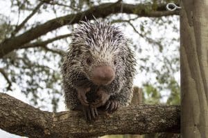 A prehensile-tailed porcupine on a branch