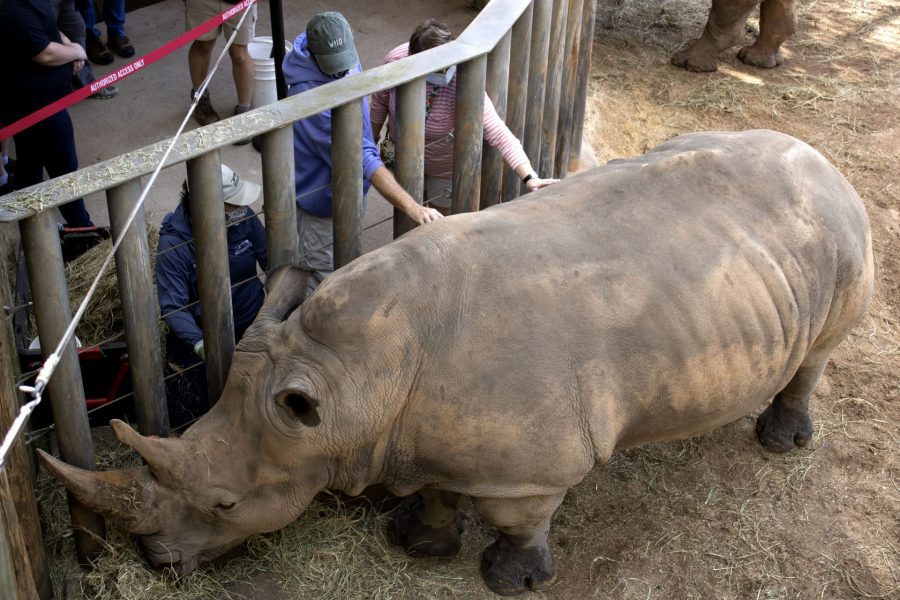 Two people petting a rhino