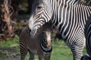 A Grevy's zebra and foal