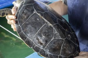 Juvenile green sea turtle LJ's shell