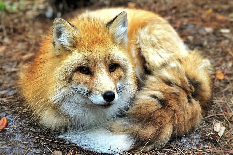 Stanley the red fox
