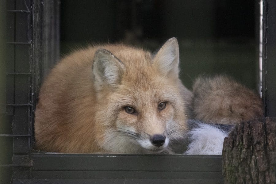 Stanley the red fox