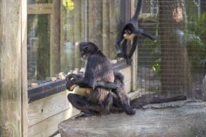 Spider monkeys reach for primate biscuits