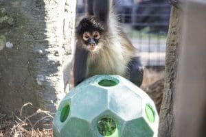 A black-handed spider monkey sits behind a large ball enrichment.