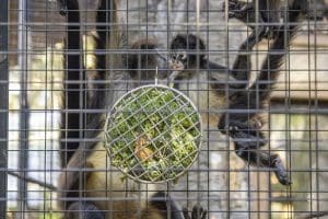 Two spider monkeys inspect a produce-filled device