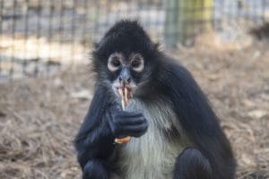 A black-handed spider monkey eats veggie noodles