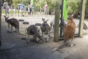 A red kangaroo watches the rest of the mob.