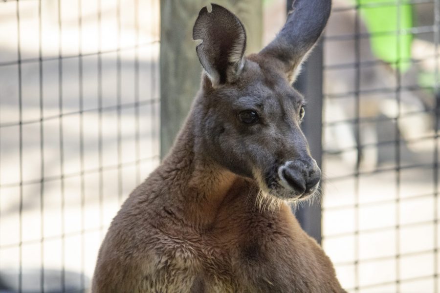A photo of a red kangaroo