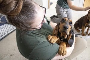 A woman holds a bloodhound puppy.