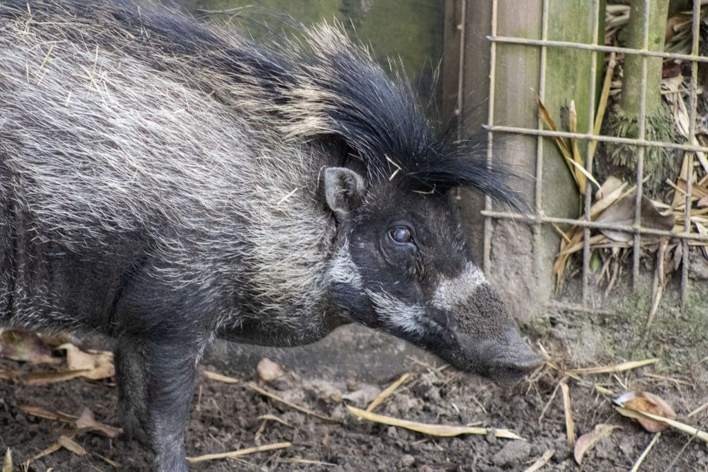 A Visayan warty pigs
