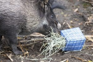 A Visayan warty pig sniffing in a tissue box filled with grass