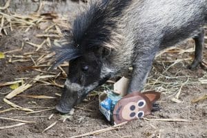 A Visayan warty pig with a foot in a tissue box.
