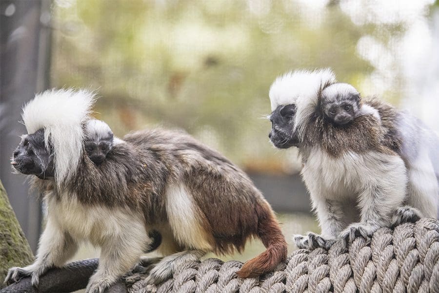 Cotton-top tamarin babies on the backs of their parents.
