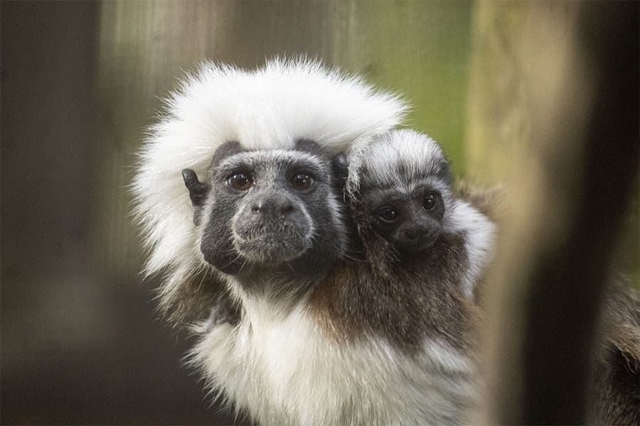 Cotton-top tamarin baby on the backs of their parent.