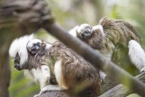 Cotton-top tamarin babies on the backs of their parents.