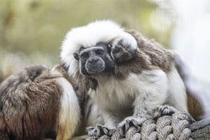 Cotton-top tamarin baby on its parent's back.