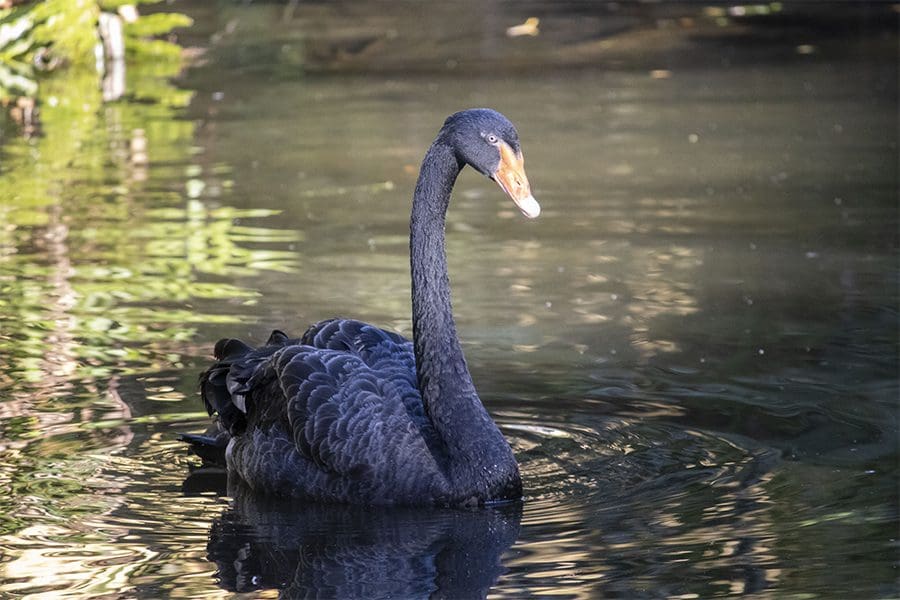 Black swan Ringo 