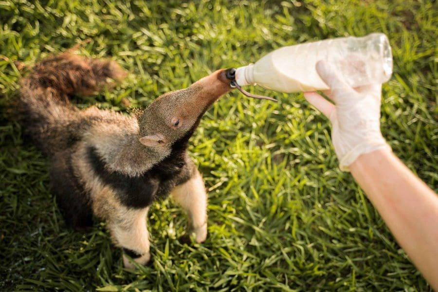 An anteater being bottle fed