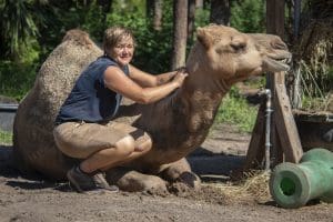 A Dromedary camel