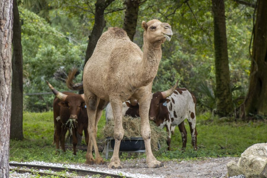 A Dromedary camel