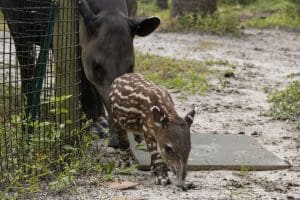 Baird's tapir Theo