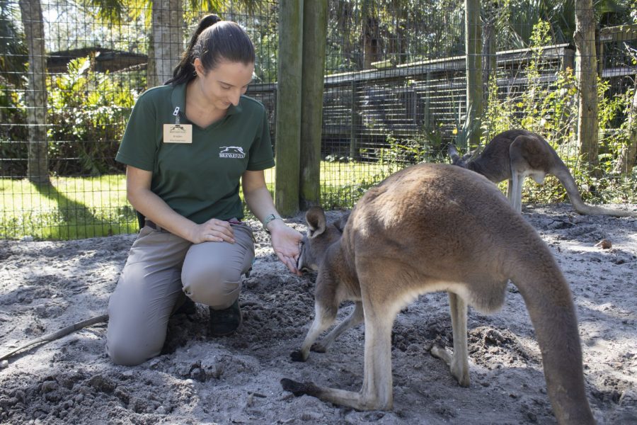 Kristen Gagnon area supervisor of Lands of Change with a kangaroo
