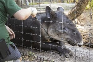 A Baird's tapir receives some scratches from a back scratcher.