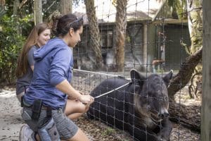 Two female zookeepers are outside a Baird's tapir habitat. One woman is using a stick to give the tapir a massage.