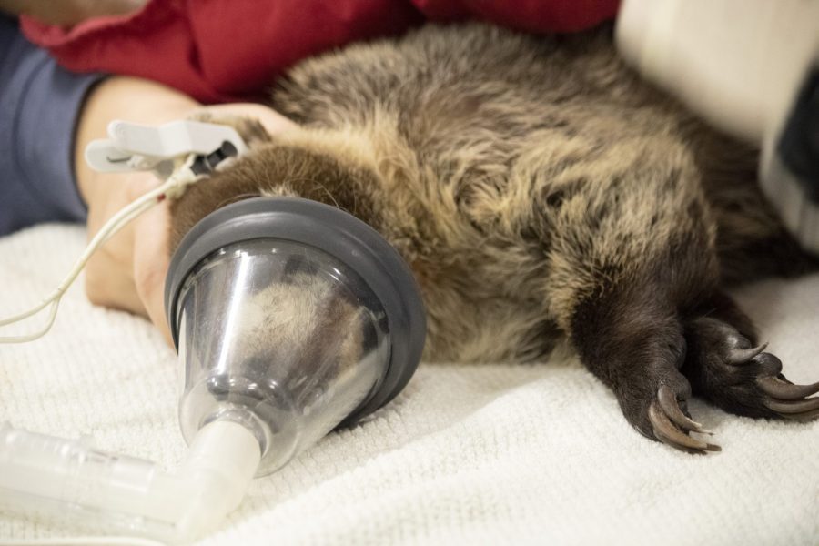 A white-nosed coati has an anesthesia mask on.
