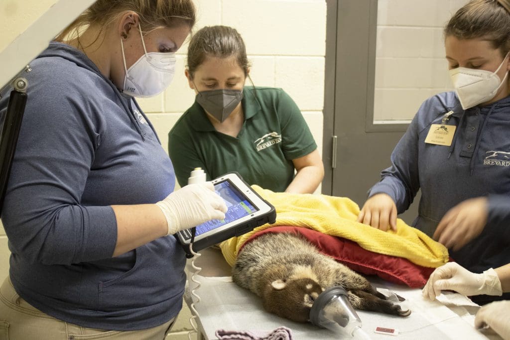 Three women stand around a white-nosed coati about to undergo an x-ray.