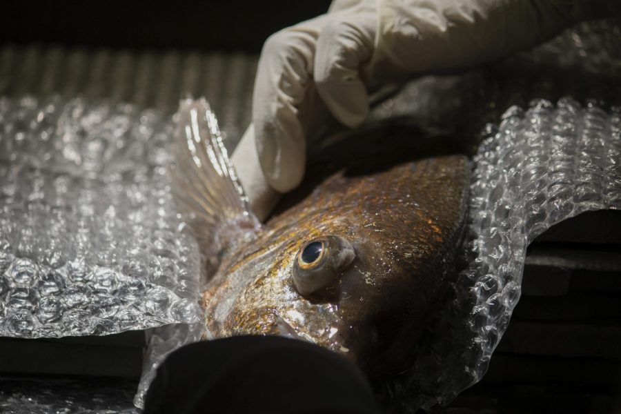 A fish lays on its side on bubble wrap before surgery.