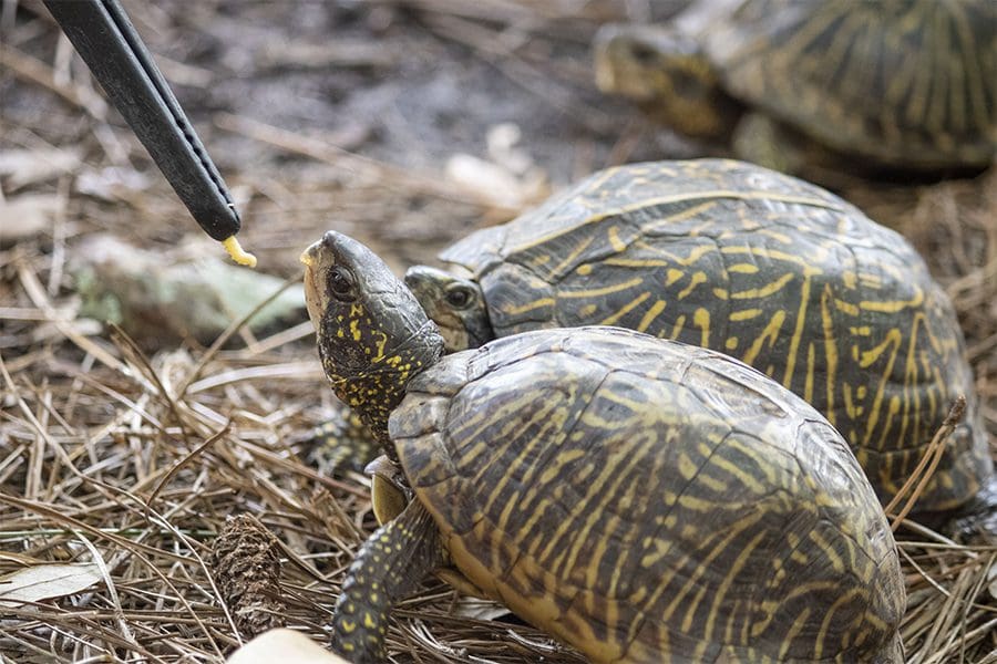 Two box turtles being target trained.