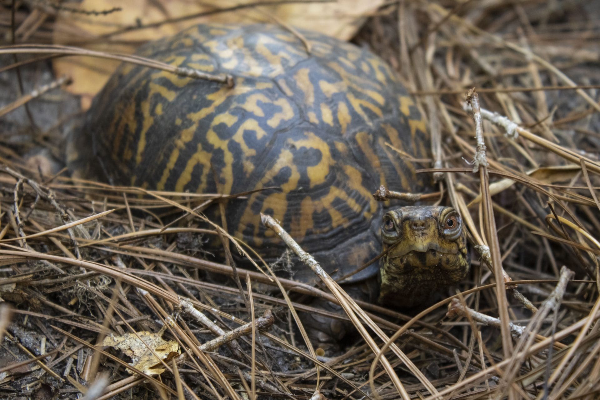 Meet the Animals: Box Turtles - Brevard Zoo Blog