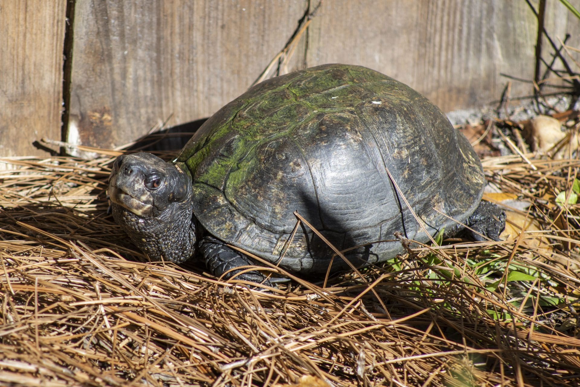 Meet the Animals: Box Turtles - Brevard Zoo Blog