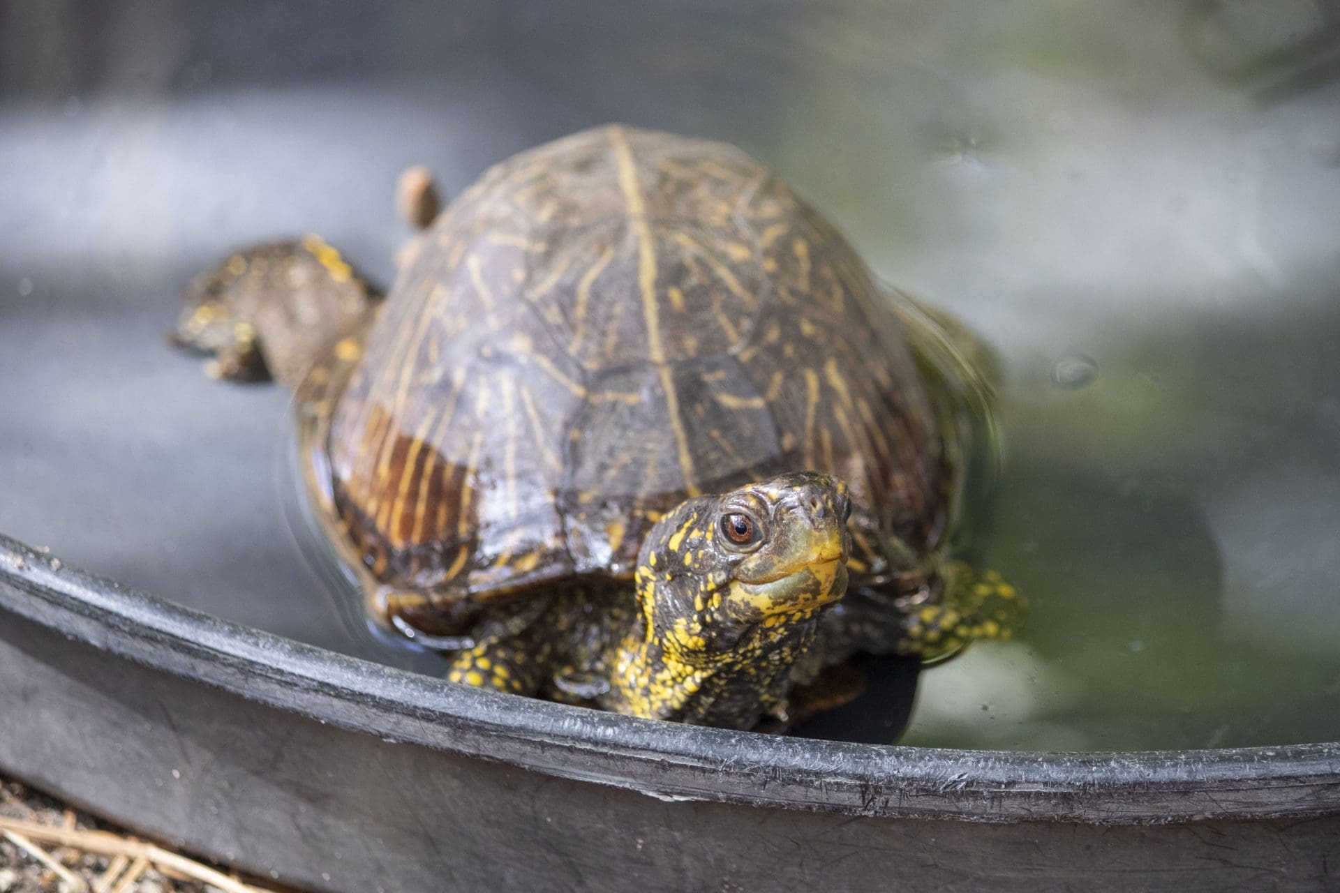 Meet the Animals: Box Turtles - Brevard Zoo Blog