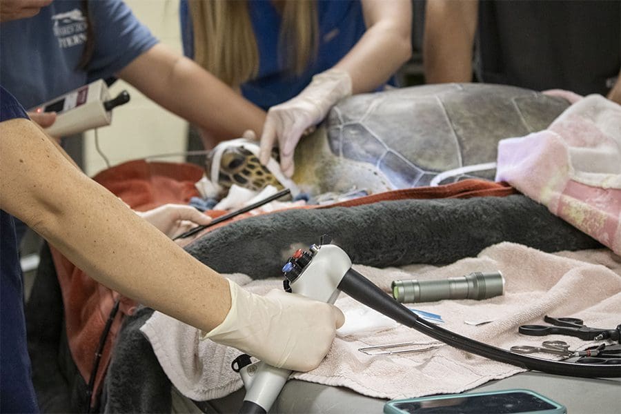 Stromboli the green sea turtle receives an endoscopy by veterinary staff.
