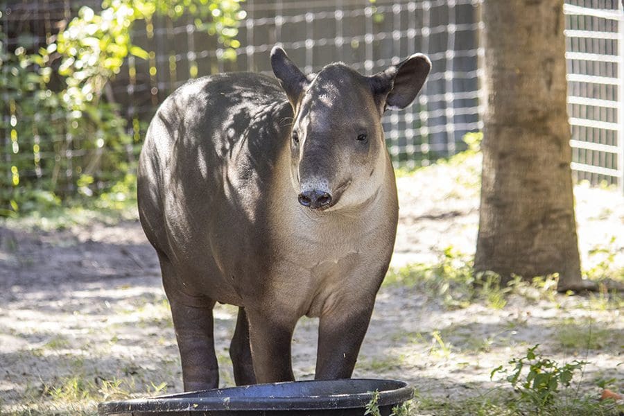 Baird's tapir Theo