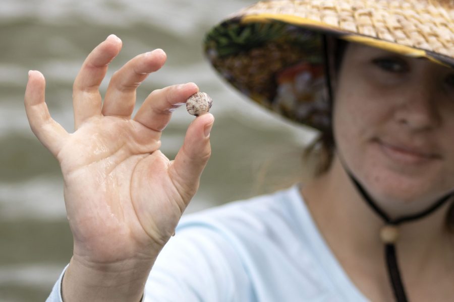 A woman holds up a small clam