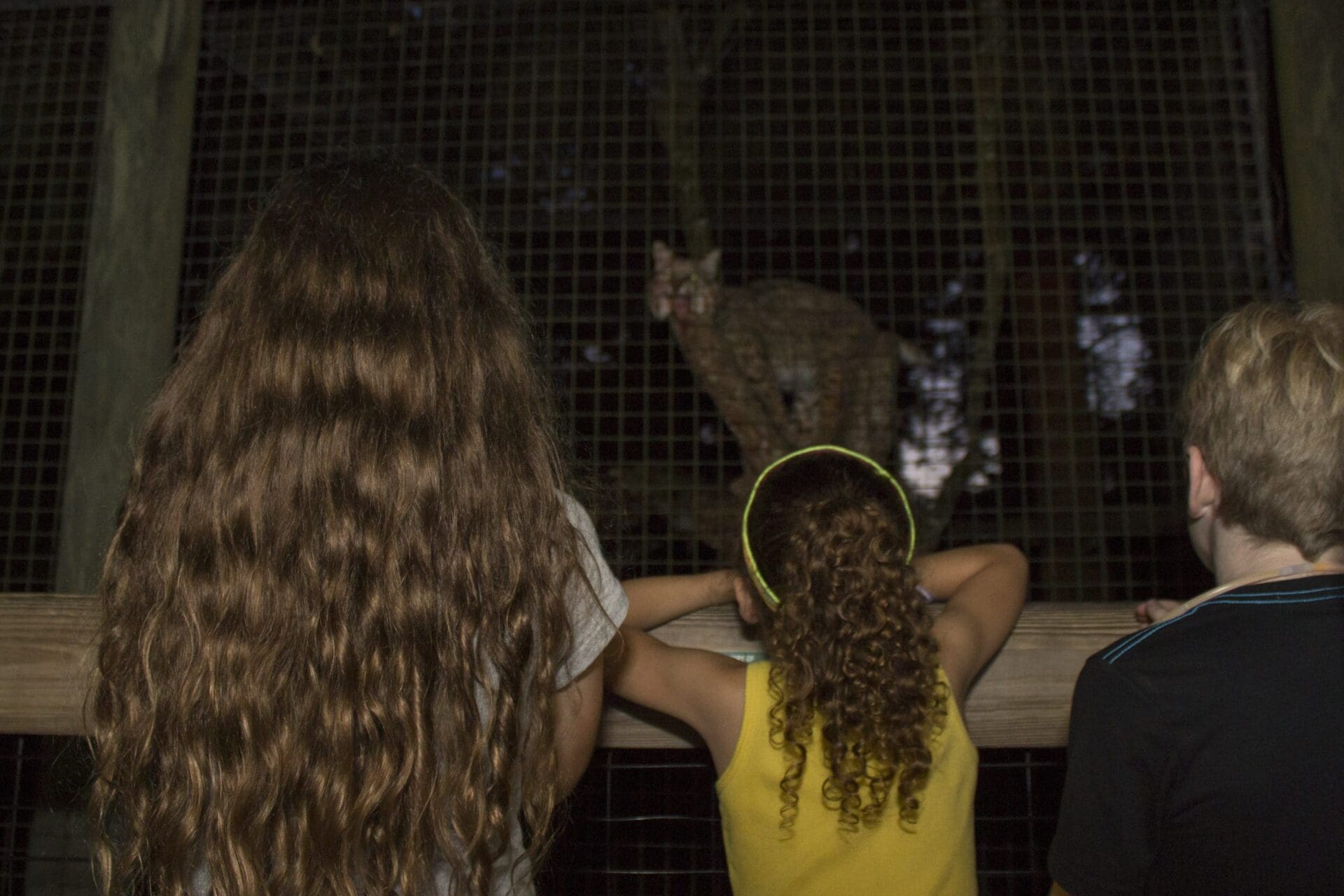 Three children looking at a bobcat on a night hike