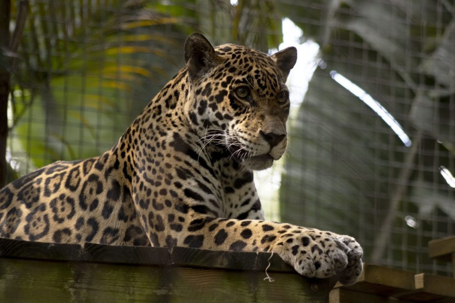 A Jaguar laying down