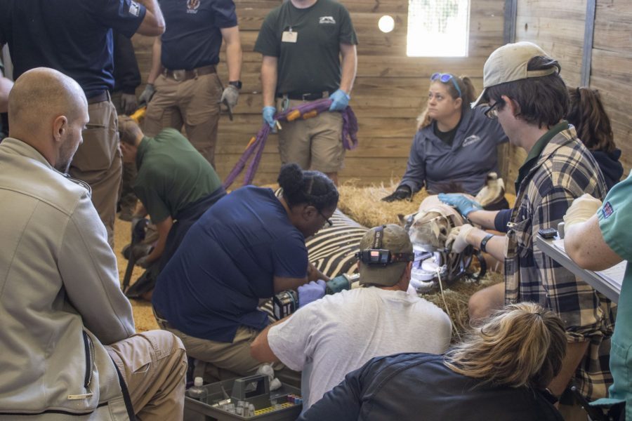 A team of veterinary and hoof trim staff work on Bakari the Grevy's zebra.