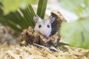 a Perdido Key beach mouse peeking out of a log