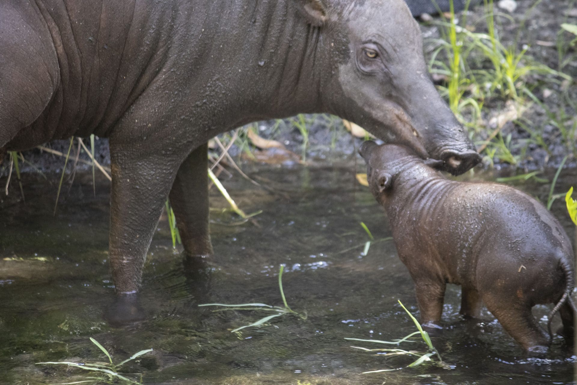 A babirusa mom and her piglet