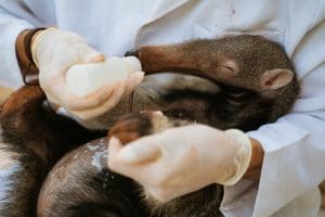 A baby anteater being bottlefed.
