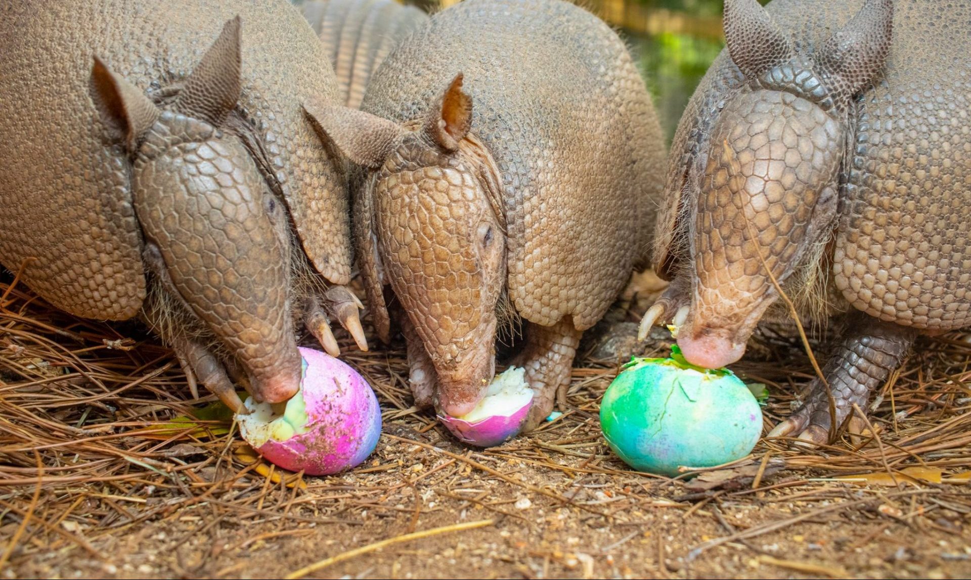 Three armadillos eating hardboiled Easter eggs