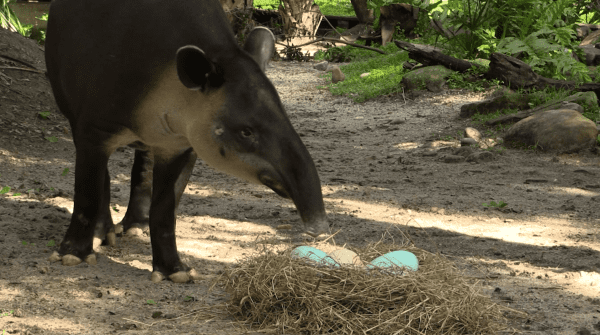 A Baird's tapir sniffing Easter eggs in a nest