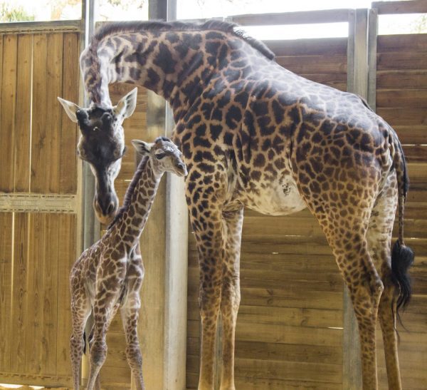 A giraffe mom and her baby
